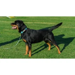 Country Brook Petz Tie Dye Flowers Martingale Dog Collar -Pet Supplies Online GUEST 596cb870 0d93 457a a3a4 eb7c4f419626