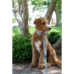 Country Brook Petz Premium Dog Collar And Leash - Sports And Athletics Collection -Pet Supplies Online GUEST 5e64fd8c a43a 47bf 8280 373c5e2b4d02 1