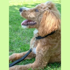 Country Brook Petz Premium Nylon Dog Collar And Leash Set For Small Medium Large Dogs - Vibrant 30+ Color Selection -Pet Supplies Online GUEST 61ce2c12 4801 4da4 b941 b115b802445a 1