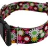 Country Brook Petz 1 1/2 Inch Deluxe Daisy Fields Dog Collar 2 Country Brook Petz 1 1/2 Inch Deluxe Daisy Fields Dog Collar -Pet Supplies Online GUEST 61fdde4a 55a1 4da7 9428 7ae24b4ddb9a