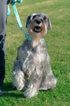 Country Brook Design® 1 Inch Green Paisley Leash - 6 Feet