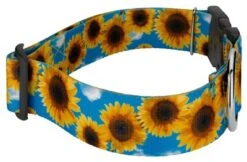 Country Brook Petz 1 1/2 Inch Deluxe Sunflowers Dog Collar -Pet Supplies Online GUEST 6460f842 8b65 4c0e 9474 9f59a368a297