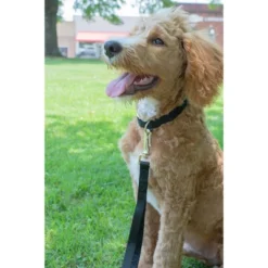 Country Brook Petz American Made Deluxe Nylon Dog Collar -Pet Supplies Online GUEST 6575c2f3 b2c4 4386 ad29 b0edda8e5445