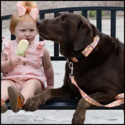 Country Brook Petz Deluxe Dog Collar - Made In The U.S.A. - Tasty Collection -Pet Supplies Online GUEST 6bfed62d 8986 408f b4c8 bde21ace6c6b