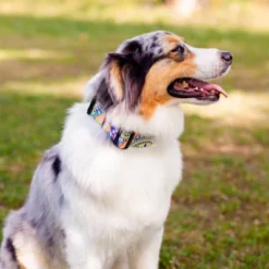 Country Brook Petz 1 1/2 Inch Deluxe Yellow Boho Mandala Dog Collar -Pet Supplies Online GUEST 6dac5105 e900 4961 ac34 b526738b08b4