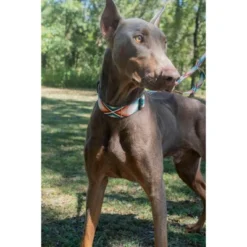 Country Brook Petz HossFit Jr Wide Deluxe Dog Collar - Chevron And Arrows Collection