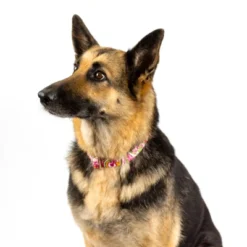 Country Brook Petz Martingale Collar And Leash - Paisley Collection -Pet Supplies Online GUEST 6ee7d2d2 6ba5 4cdd 8b32 db943b5c793c 1