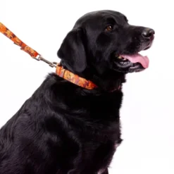 Country Brook Petz Orange Sunset Camo Martingale Dog Collar And Leash -Pet Supplies Online GUEST 71166b8b e786 4d78 b95b e0d158ea0a05