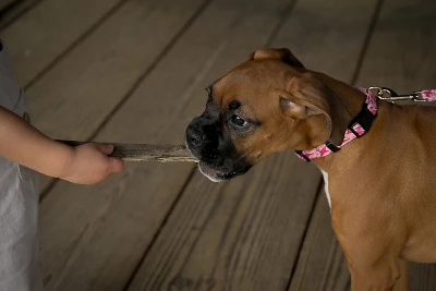 Country Brook Petz Pink Sharks Dog Leash (6 Foot, 1/2 Inch Wide) 3 Country Brook Petz Pink Sharks Dog Leash (6 Foot, 1/2 Inch Wide)