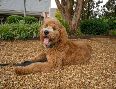 Country Brook Petz 1 1/2 Inch Tie Dye Stripes Martingale Dog Collar 4 Country Brook Petz 1 1/2 Inch Tie Dye Stripes Martingale Dog Collar - Image 2