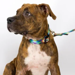 Country Brook Petz Tie Dye Flowers Deluxe Dog Collar And Leash