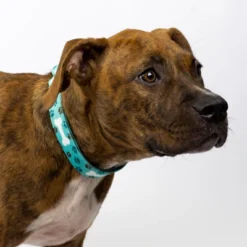 Country Brook Petz Oh My Dog Martingale Dog Collar And Leash -Pet Supplies Online GUEST 7da051bc 4e4d 4c03 b655 7b61355d4f35