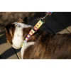 Country Brook Petz 6 Foot Dog Leash - Affection Collection -Pet Supplies Online GUEST 7dfae296 e4f8 42d9 a805 40991a9974bd