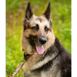 Country Brook Petz Pink Paisley Martingale Dog Collar And Leash -Pet Supplies Online GUEST 8030e0dd b347 4d4e ad9e 668f4b799591