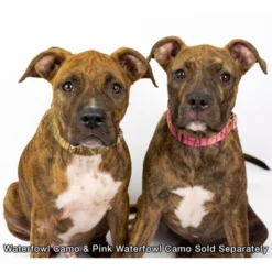 Country Brook Petz Pink Waterfowl Camo Martingale Dog Collar 11 Country Brook Petz Pink Waterfowl Camo Martingale Dog Collar -Pet Supplies Online GUEST 84b01dd1 32cb 41d3 a7b1 869da423bdf7