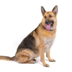 Country Brook Petz Purple Paisley Martingale Dog Collar -Pet Supplies Online GUEST 85b1742e afff 4b04 a260 d65ae7f3e891