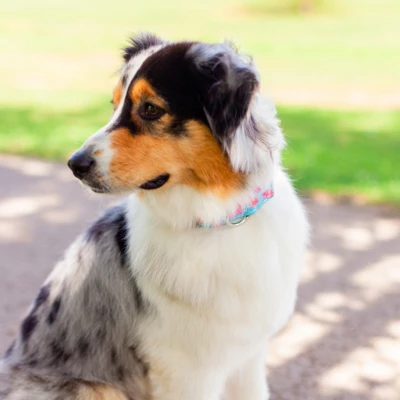 Country Brook Petz HossFit Jr Wide Premium Dog Collar - Spring Collection 8 Country Brook Petz HossFit Jr Wide Premium Dog Collar - Spring Collection - Image 6