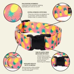 Country Brook Petz HossFit Jr Wide Deluxe Dog Collar - Tasty Collection -Pet Supplies Online GUEST 87e4c368 4572 4bd8 a4ab 9bd535bbf788