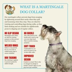 Country Brook Petz HossFit Jr Wide Martingale Dog Collar, Tasty Collection -Pet Supplies Online GUEST 8971b197 b191 4afc 9d65 08db24519155