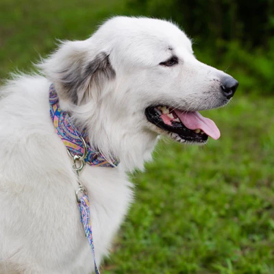 Country Brook Petz HossFit Jr Wide Martingale Dog Collar - Groovy Collection 3 Country Brook Petz HossFit Jr Wide Martingale Dog Collar - Groovy Collection