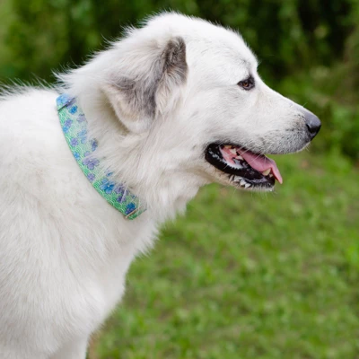 Country Brook Petz HossFit Jr Wide Premium Dog Collar - Spring Collection 3 Country Brook Petz HossFit Jr Wide Premium Dog Collar - Spring Collection