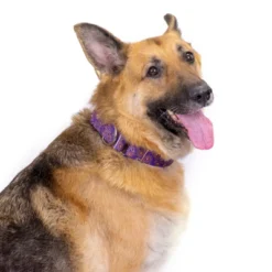 Country Brook Petz 1 1/2 Inch Purple Paisley Martingale Dog Collar -Pet Supplies Online GUEST 91fe3ffd cbf5 4ded aa2e 3dfe598c4704 1