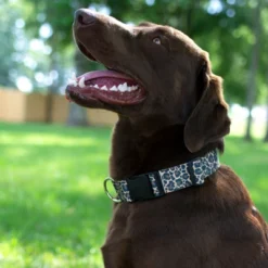 Country Brook Petz Deluxe Leopard Print Dog Collar - Made In The U.S.A. (1/2 Inch, Extra Small) -Pet Supplies Online GUEST 93e5cd94 44ea 45b8 8015 49525585b32c