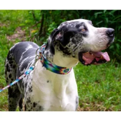 Country Brook Petz 1 1/2 Inch Tie Dye Flowers Martingale Dog Collar -Pet Supplies Online GUEST 943f740d 4195 4ece a217 101766f00201