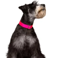 Country Brook Petz Premium Nylon Dog Collar 27 Country Brook Petz Premium Nylon Dog Collar -Pet Supplies Online GUEST 964279a2 e2c8 4731 928a 629c833c4811