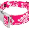 Country Brook Petz 1 1/2 Inch Premium Pink Hawaiian Dog Collar -Pet Supplies Online GUEST 9b9cf6b5 b19e 4545 8214 a747c645f77d