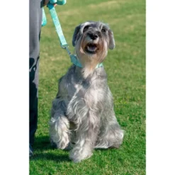 Country Brook Petz Martingale Collar And Leash - Paisley Collection