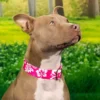 Country Brook Petz Premium Pink Hawaiian Dog Collar -Pet Supplies Online GUEST 9da27a05 e19a 472e 983d 66ee050c8ca4