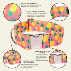 Country Brook Petz HossFit Jr Wide Premium Dog Collar - Tasty Collection -Pet Supplies Online GUEST 9e265a66 edb3 478f 9f5c 791387aaa6b4