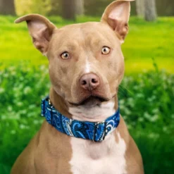 Country Brook Petz HossFit Jr Wide Martingale Dog Collar - Paisley Collection 20 Country Brook Petz HossFit Jr Wide Martingale Dog Collar - Paisley Collection -Pet Supplies Online GUEST 9e27099b 8d3f 4d1e 853b 81626e4e7639