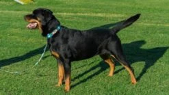 Country Brook Design® 1 Inch Tie Dye Flowers Dog Leash - 6 Foot