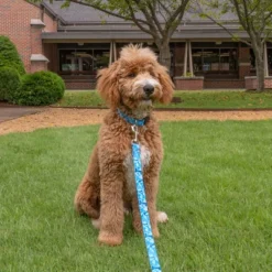 Country Brook Petz 1 1/2 Inch Deluxe Blue Bone Camo Dog Collar