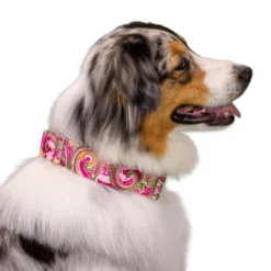 Country Brook Petz 1 1/2 Inch Pink Paisley Martingale Dog Collar 18 Country Brook Petz 1 1/2 Inch Pink Paisley Martingale Dog Collar -Pet Supplies Online GUEST a207399a b474 45ca 8cb4 91dd9893ad6a