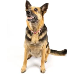 Country Brook Petz Premium Pink Paisley Dog Collar -Pet Supplies Online GUEST a2c8d853 0fc7 4eef b5cf c5ee121736b5