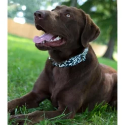 Country Brook Petz Dairy Cow Martingale Dog Collar -Pet Supplies Online GUEST a32333f4 e1fe 4f53 be7b bbf213f70506