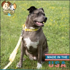 Country Brook Petz 6 Foot Dog Leash - Tasty Collection