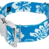 Country Brook Petz 1 1/2 Inch Premium Blue Hawaiian Dog Collar -Pet Supplies Online GUEST a51e4bd0 04dc 42c5 b2ca 0ce3622b9502