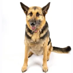 Country Brook Petz Premium Pink Paisley Dog Collar -Pet Supplies Online GUEST a56d4c97 f3d5 4685 a727 f005cd1cd3e6