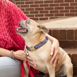 Country Brook Petz Signature Dog Collar Collection -Pet Supplies Online GUEST acd2019c 8bcd 4c99 848d 81982842d4c8