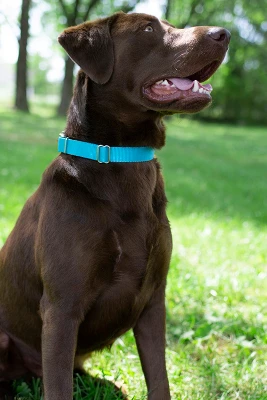 Country Brook Petz Premium Nylon Dog Collar 3 Country Brook Petz Premium Nylon Dog Collar