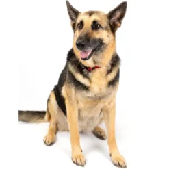 Country Brook Petz American Made Deluxe Nylon Dog Collar -Pet Supplies Online GUEST b57ddf54 2402 4336 95ad 63166bcb274c