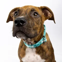 Country Brook Petz Oh My Dog Martingale Dog Collar -Pet Supplies Online GUEST b6a31c53 2576 4448 9b0d 54ab94555e12