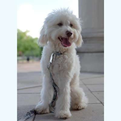 Country Brook Petz 1 1/2 Inch Premium Mountain Viper Camo Dog Collar 4 Country Brook Petz 1 1/2 Inch Premium Mountain Viper Camo Dog Collar - Image 2