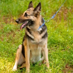 Country Brook Petz - Mermaid Scales Martingale Dog Collar -Pet Supplies Online GUEST bb55d5c6 95fa 4e4f a154 9f540bab9eda