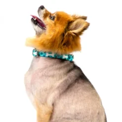 Country Brook Petz Oh My Dog Martingale Dog Collar -Pet Supplies Online GUEST bbd92149 dcc4 460c aa24 7061b8f9967b