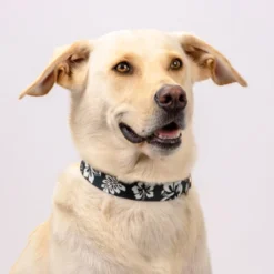 Country Brook Petz Premium Black Hawaiian Dog Collar And Leash -Pet Supplies Online GUEST bc0d4fc3 8082 4ee7 a516 4904d4020fa6 2